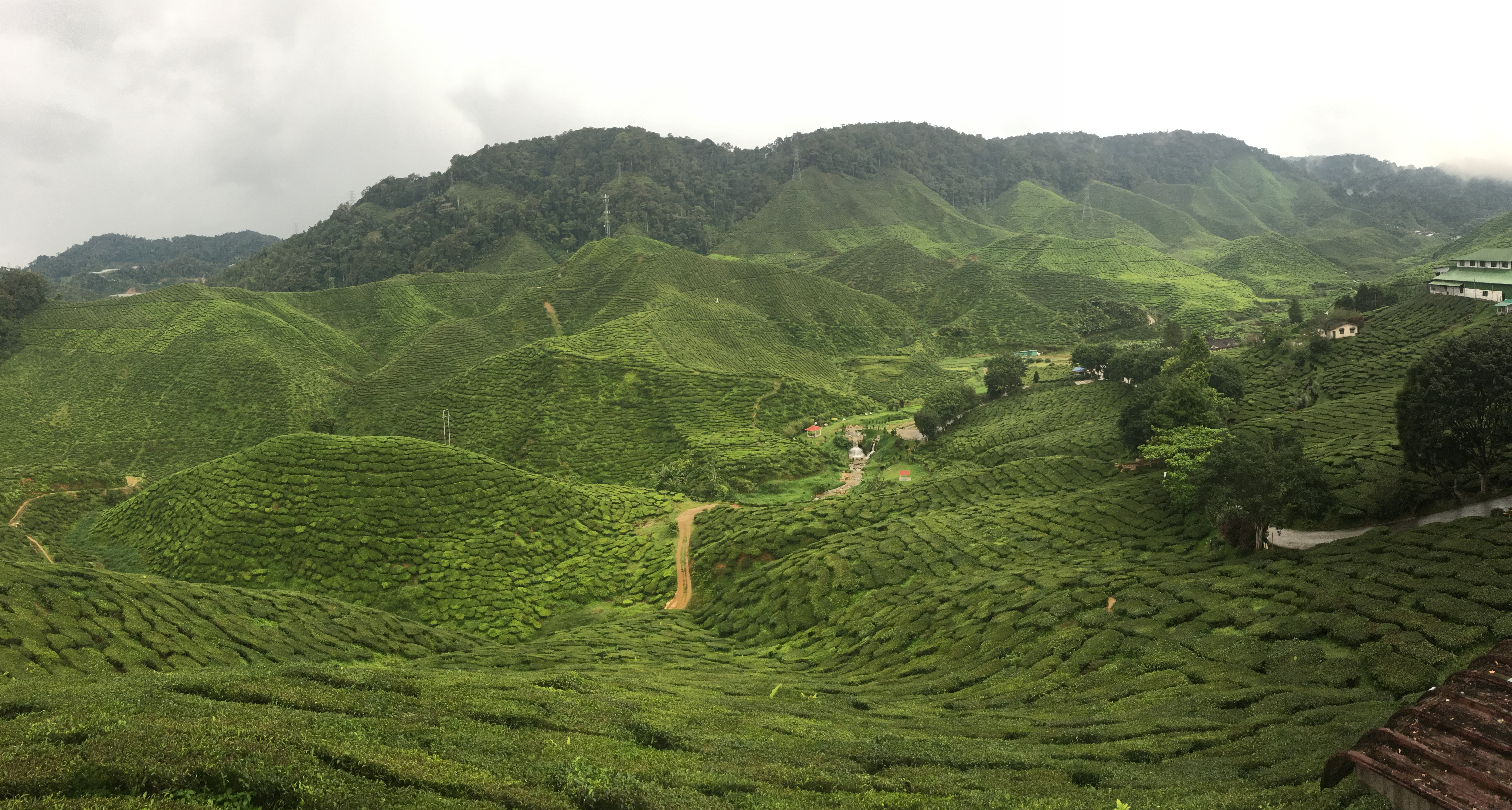 Panoramic photo of a tea plantation, lots of green hills