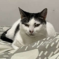 White and tabby cat relaxing on the bed