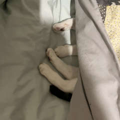 White and tabby cat's legs sticking out from under a duvet