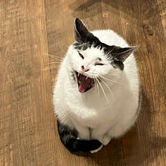 White and tabby cat yawning