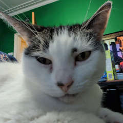 White and tabby cat staring at the camera, selfie-style