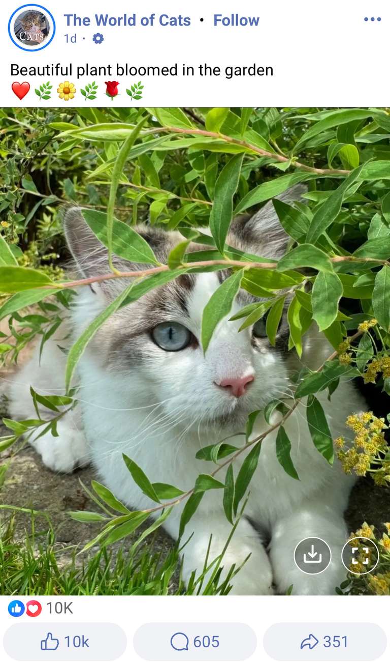 Screenshot of Facebook, a photo of a cat sitting on the grass, with the caption 'Beautiful plants bloomed in the garden'. The photo has 605 comments, 351 shares and 10,000 Likes.
